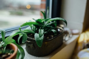 IMG_4557